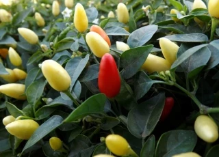 Перец Острый декоративный Сенто, 50шт