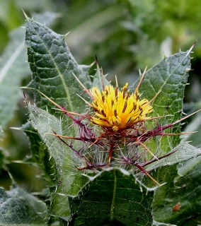 (м.ф.) Кникус Благословенный, 0,2гр