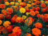 (п.ф.) Бархатцы Бонанза Микс,