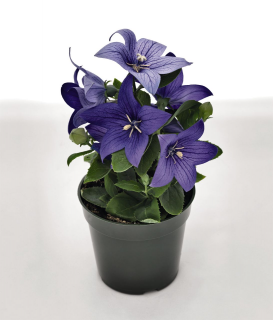 (п.ф.) Платикодон Поп Стар Блю F1, 100 шт (№6-45)