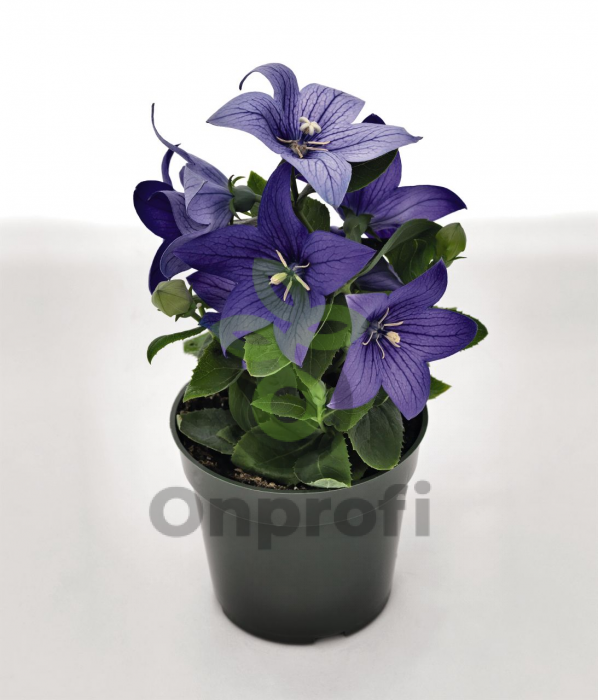 (п.ф.) Платикодон Поп Стар Блю F1, 100 шт (№6-45)