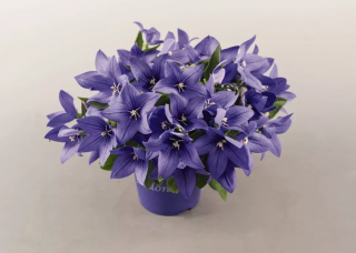 (п.ф.) Платикодон Поп Стар Блю F1, 100 шт (№6-45)