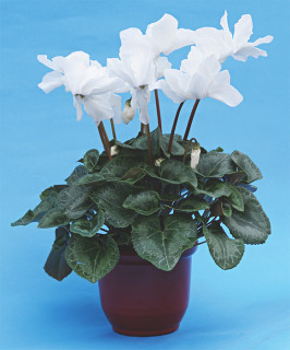 (п.ф.) Цикламен Аполлон,