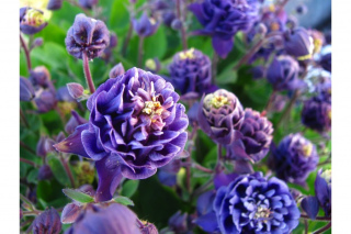 (п.ф.) Аквилегия Винки Блю Вайт,