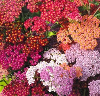 (м.ф.) Тысячелистник Летние акварели смесь, 0,02г