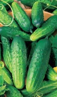 Огурец Парижский корнишон, 1гр (фасовка)