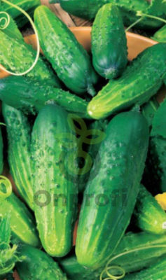 Огурец Парижский корнишон, 1гр (фасовка)