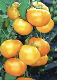 Томат Микадо карамельный, 0,5гр (фасовка)