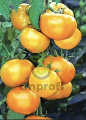 Томат Микадо карамельный, 0,5гр (фасовка)