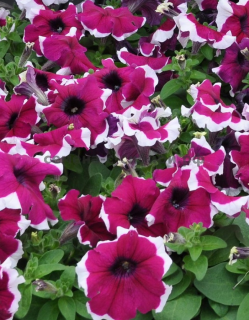 (п.ф.) Петуния Лимбо Джи Пи Бургунди Пикоти, 100 шт (№9-4-127) Поиск