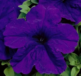 (п.ф.) Петуния Изи Вейв Блю F1,