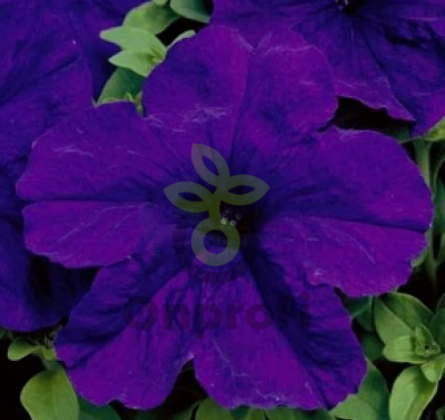 (п.ф.) Петуния Изи Вейв Блю F1,