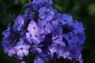 (п.ф.) Флокс Центури Блю F1,