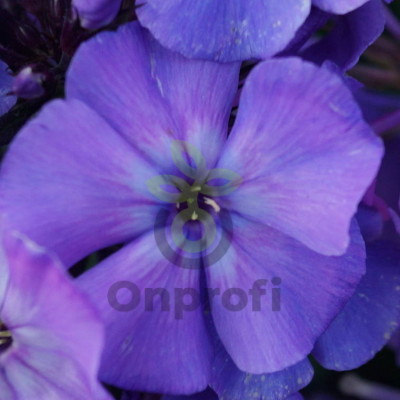 (п.ф.) Флокс Центури Блю F1,