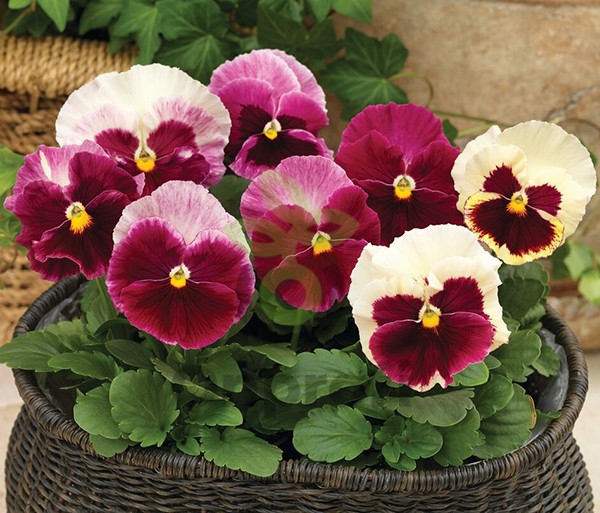 (п.ф.) Виола Виттрока Карма Строберри крем F1, 1000 шт (№4-131)