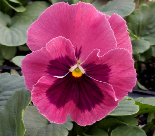 (п.ф.) Виола Спринг Матрикс Роуз блотч F1, 1000 шт (№4-147)