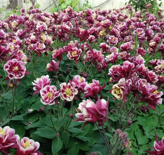 (п.ф.) Аквилегия Винки Ред Вайт,