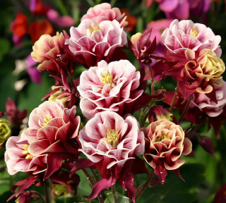 (п.ф.) Аквилегия Винки Ред Вайт,