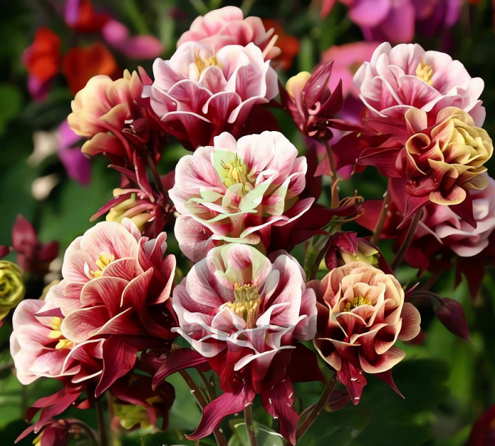 (п.ф.) Аквилегия Винки Ред Вайт,