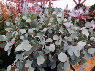 (п.ф.) Эвкалипт Сильвер Доллар F1,