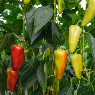 Перец Дон F1,