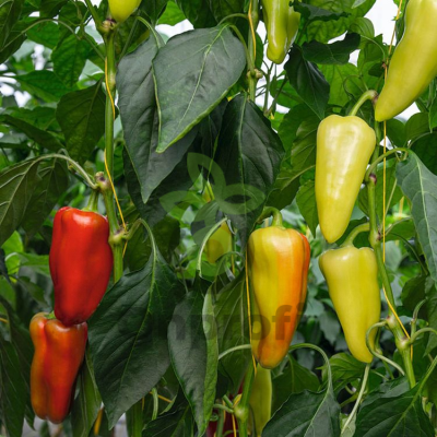 Перец Дон F1,