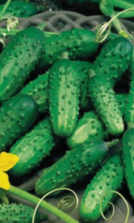 Огурец Серпантин, 1гр (фасовка)