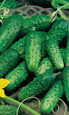 Огурец Серпантин, 1гр (фасовка)