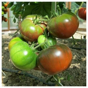 Томат Микадо черный, 0,5гр (фасовка)