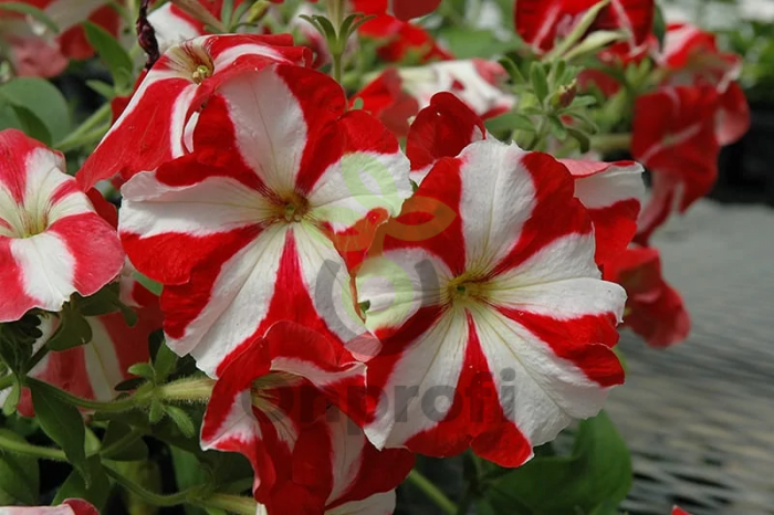 (п.ф.) Петуния Фалкон Ред Энд Вайт,