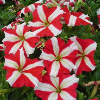 (п.ф.) Петуния Фалкон Ред Энд Вайт,