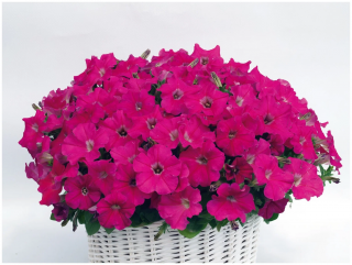 (п.ф.) Петуния Джоконда Роуз,