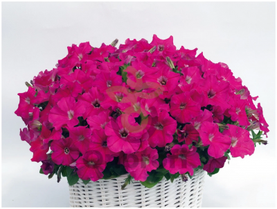 (п.ф.) Петуния Джоконда Роуз, 100 шт (№9-5-21)