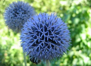 Сидерат Мордовник, 0,1кг