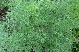 Укроп Император, 50 гр