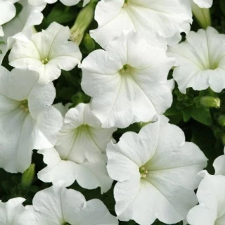 (п.ф.) Петуния Изи Вейв Вайт F1, 100 драже (№9-1-37)