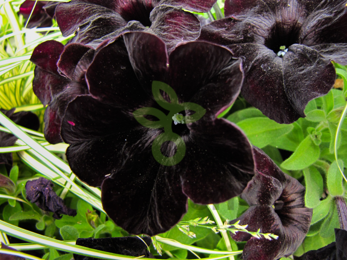 (п.ф.) Петуния Дебонейр Блек Черри, 10 драже (№9-5-47)