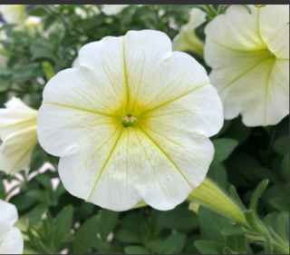 (п.ф.) Петуния Опера Лемон,