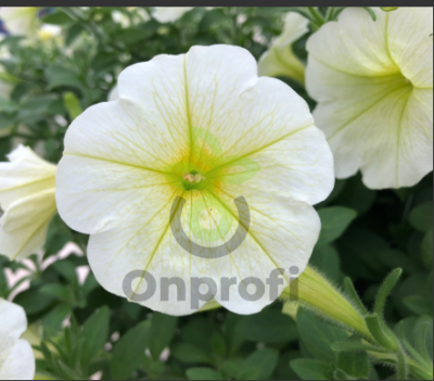 (п.ф.) Петуния Опера Лемон,