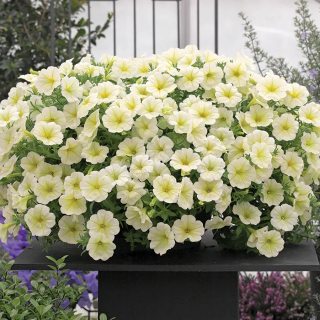 (п.ф.) Петуния Опера Лемон,