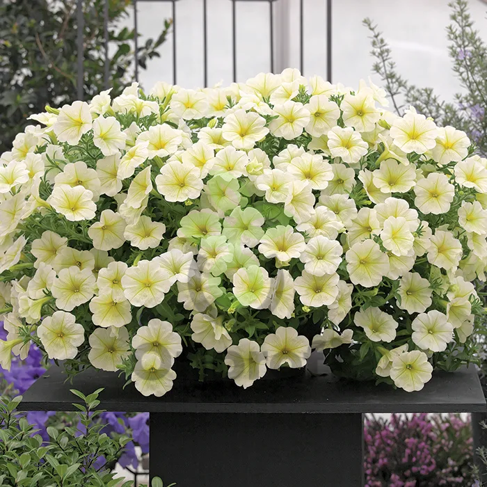 (п.ф.) Петуния Опера Лемон, 1000 шт (№9-1-79)