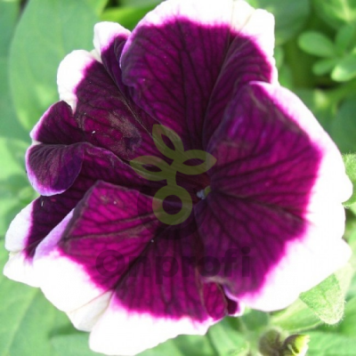 (п.ф.) Петуния Хулахуп Блю F1,