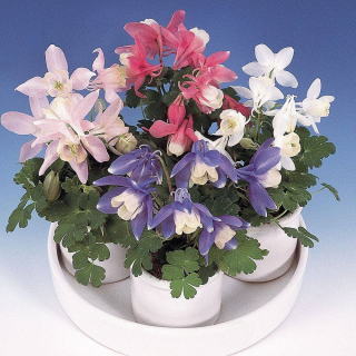 (п.ф.) Аквилегия Камео Микс,