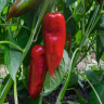 Перец Хан F1,