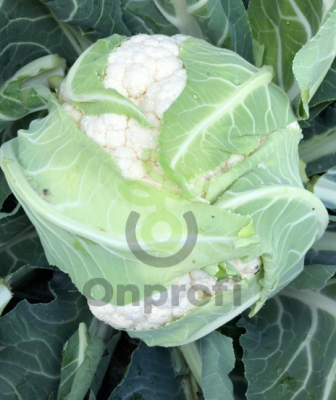 Капуста цветная Каспер,