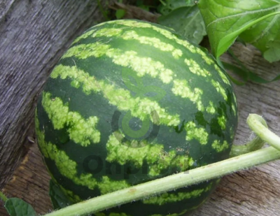 Арбуз Фотон,