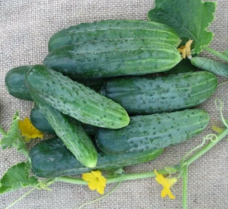 Огурец Феникс, 1гр (фасовка)