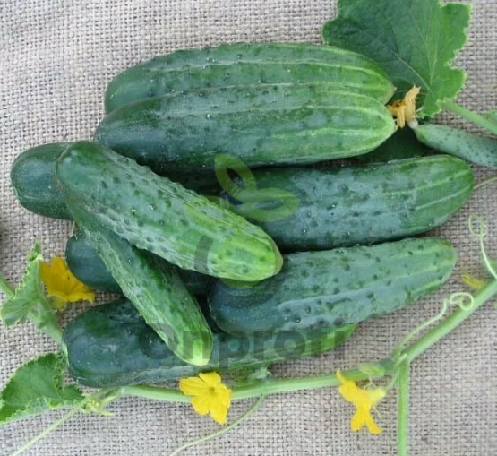 Огурец Феникс, 1гр (фасовка)