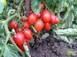 Томат Натали, 0,5гр (фасовка)