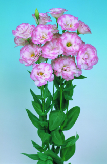 (п.ф.) Эустома Мариачи II Пинк Пикоти F1, 100 драже (№12-20)